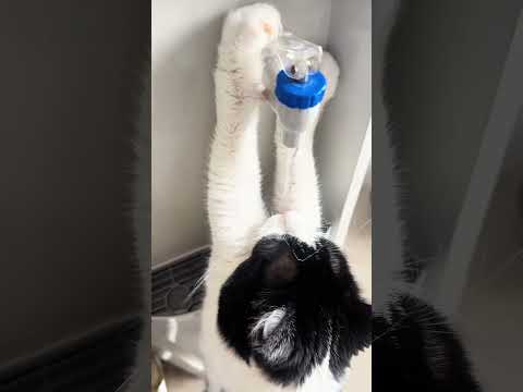 Smart kitty 😼💡#fyp #fypシ #pov #foryou #Help #pet #pets #cat #cats #catlover