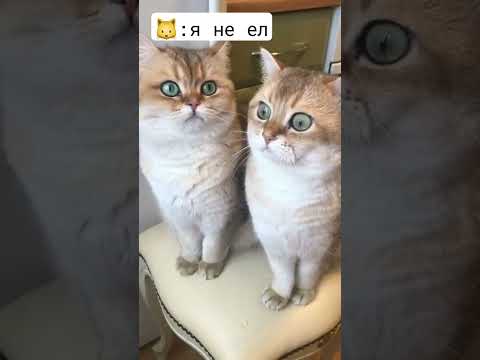 #юмор #смехпродлеваетжизнь #мем