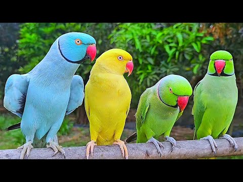 Talking Parrot Natural Sounds