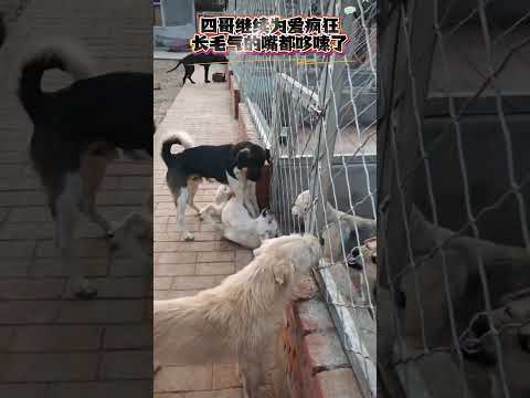 Love turns against each other! king charles and Blackie get into a heated argument over a female dog