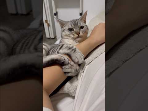 猫の動画サムネイル - 猫が腕から絶対に離れない夜... #shorts #猫 #cat