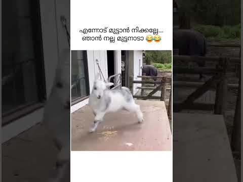 മട്ടൻ സൂപ്പ് റെഡി 😂😂#kerala #malayalam #shorts #viralvideo #keralatourism