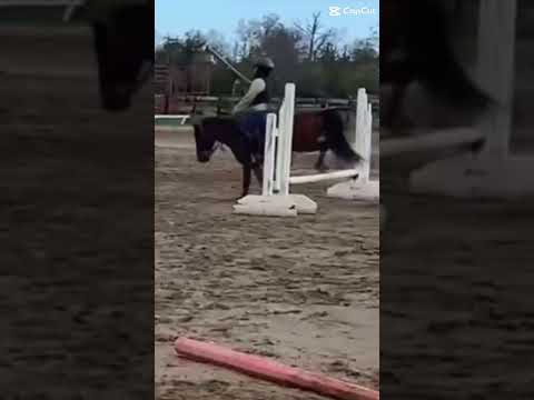 Jumppp #equestrianriding #horse #smalljump #horseenthusiast #equestrian #equestrianlife #horsefan