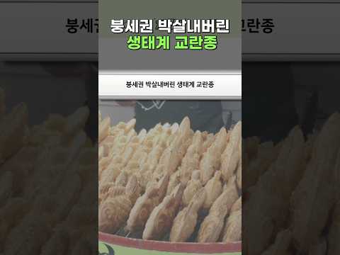 붕세권 박살내버린 생태계 교란종