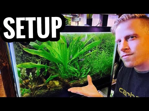 How to Set Up a Planted Aquarium - Live Plants for How to setup a planted fish aquarium starts with understanding what live plants demand. There are a 