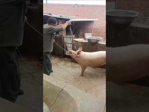 small sound but big power #slaughterartifact #shorts  #slaughter cattle nail