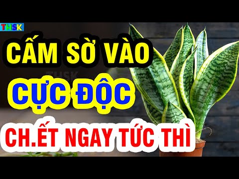 BS Cảnh Báo CÂY LƯỠI HỔ Cực Độc, Cấm Sờ Kẻo CH.ẾT NGAY TỨC THÌ?| THSK