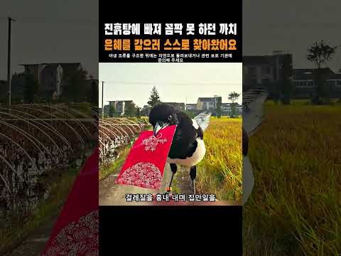 진흙탕에 빠져 꼼짝 못 하던 까치, 은혜를 갚으러 스스로 찾아왔어요