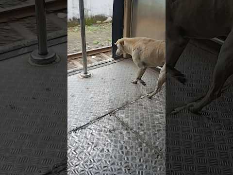 dog viral video||train video||