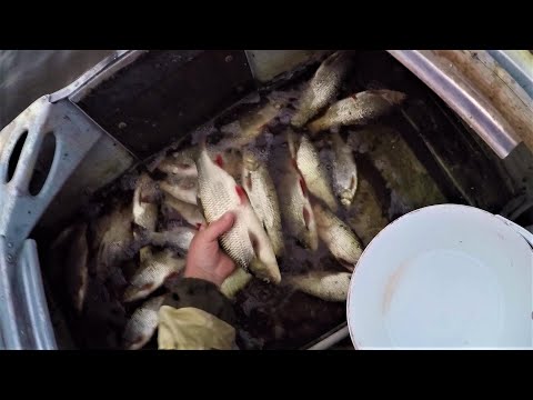 ВЕДРО РЫБЫ ЗА ЧАС  РЫБАЛКА НА СПИННИНГ ВОЗЛЕ ДОМА