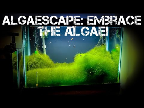 Algae: The Ultimate Nature Scape! Instead of always trying to avoid having algae in our tanks maybe it time we think about algae diffe