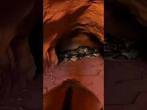 I Put a Camera on a Giant Python... The Ending is TERRIFYING 😱🐍