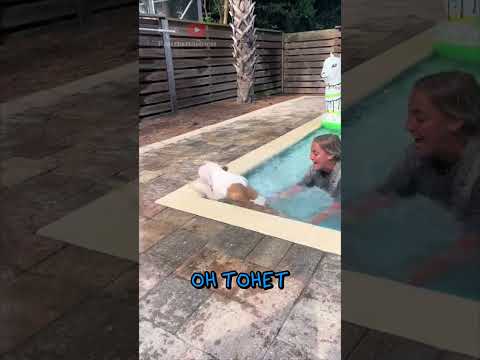 Псу Не Дали Даже Попытаться 😂