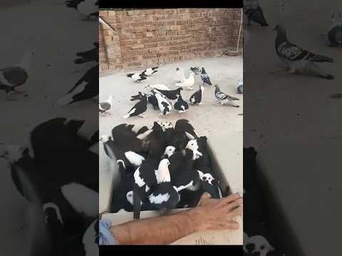25 Black Mukhi Kabootar ||  24 New Fancy Pigeon video ||💖 #shorts