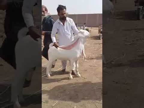 mandi haydrabaad bypasa #bakraeid season2026🐐