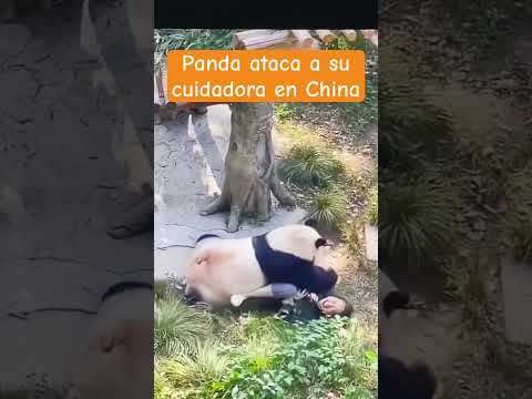 Panda ataca a su cuidadora #panda #animales #viralvideos