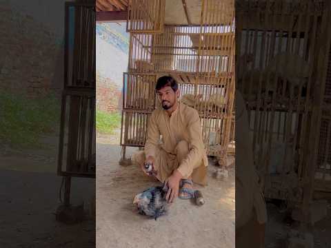 Murgi K Sath ? HerPher ?/#shorts #story #viral