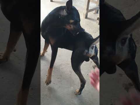 #my dog ?? #dog #97