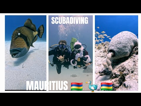 Dive into the mesmerizing underwater world of Mauritius with me.