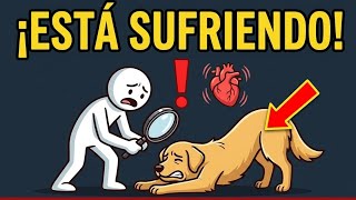 7 señales que indican que tu perro esta enfermo y no lo sabes
