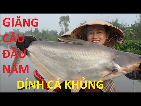 1490 / Giăng câu cá tra một chỗ dính liền bốn con