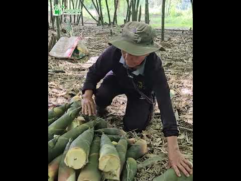 คุณยายปลูกไผ่กิมซุงขายมีรายได้ทุกวันสร้างรายได้สูงสุด1,000บา เกษตรกรไทย สร้างรายได้ คุณยายปลูกไผ่กิมซุงขายมีรายได้ทุกวันสร้างรายได้สูงสุด1,000บา