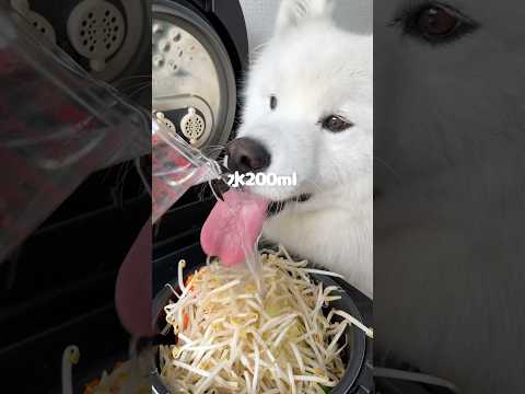 ジンギスカン風ごはんつくったら爆食してくれました！