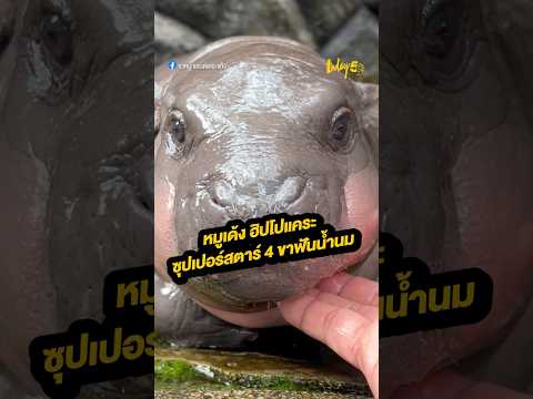 หมูเด้ง ฮิปโปแคระ ซุปเปอร์สตาร์ 4 ขาฟันน้ำนม #หมูเด้ง #ฮิปโป #สำนักข่าวทูเดย์