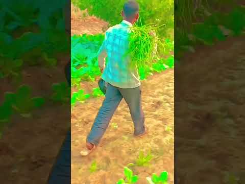 🌱🤟🤟🙏🙏😅🎧🙇🙇👳👳👳🌾🌾😈😈💯💯💯 #shortvideo #farming #farming #viralvideo #villagelife #modified #shorts
