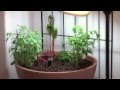 fish powered herb garden - tabletop aquaponics indiegogo