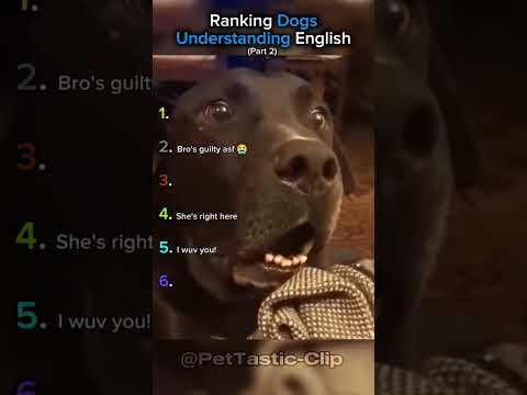 Ranking Dogs Understanding English (Part 2)