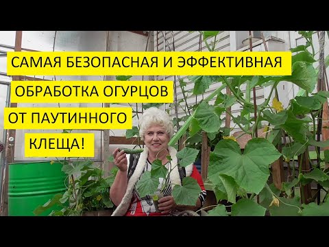Паутинный клещ на огурцах! Как уничтожить его? Чем обработать огурцы?