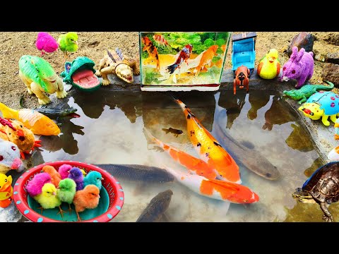 Menyelamatkan Banyak Anak Ayam Lucu, Ikan Hias Warna Warni, Kura Kura Asli, Bebek, Buaya