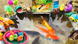 Menyelamatkan Banyak Anak Ayam Lucu, Ikan Hias Warna Warni, Kura Kura Asli, Bebek, Buaya
