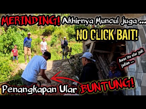 MERINDING ! PENANGKAPAN ULAR BUNTUNG YANG DITAKUTI WARGA AKHIRNYA DAPAT NYATA ADANYA NO CLICK BAIT !