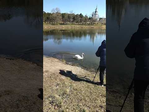 Взрослый лебедь 🦢Лёня возвращается на своё озеро после долгой зимы 🥰🥹🦢