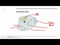 Cell Organelles and Their Functions