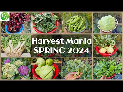 Spring Harvest Mania 2024: Bountiful Garden Bonanza!