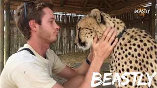I Risk My Life To Protect My Cheetahs| BEASTLY #wildlife #dangerous  #beast  #cheetahs