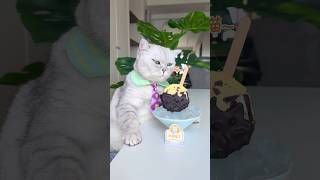 The cat shook the can and made an incredible ice cream. #catcookingfood #catofyoutube