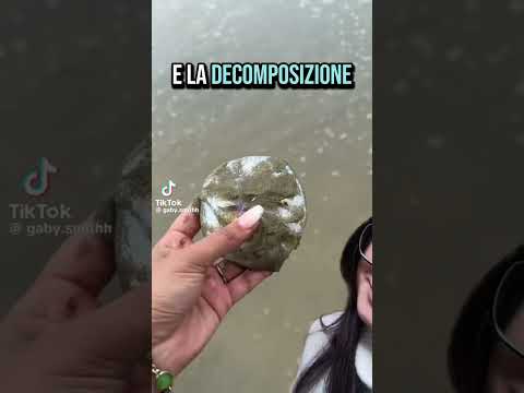 Si chiama GLASS SAND DOLLAR🌊 #glass #sand #dollar #glasses #biologia #biology #marino #mare #sea