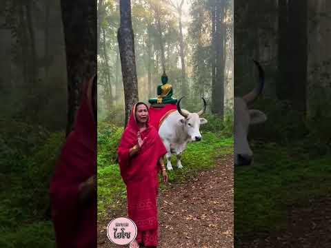 วัวชนพระแก้วมรกต #พระแก้วมรกต