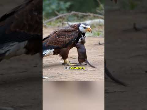 Aguila una nueva amistad #wildlife #aguilas #mundoanimales