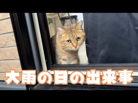 【睡眠用】大雨の日にお外を眺める猫がなんか切なくて癒される…