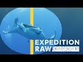 Exploring Marine Life with Critter Cams