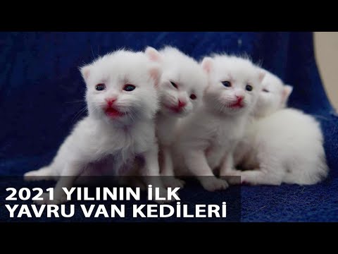 Yavru Van Kedilerine Yoğun İlgi