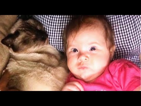Stray Cat Meets Newborn Baby… What She Did Next Shocked Everyone!
