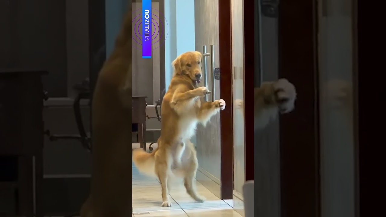 Não vou ficar aqui, não! Pipoca mostra que inteligência e fofura andam juntas