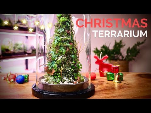 Make a stunning Christmas Tree Terrarium with live moss and plants