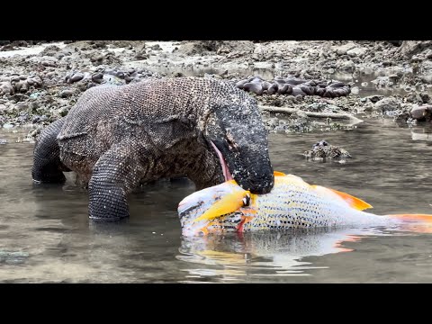 Vral Komodo Dragon Prey On Very Scary Fish